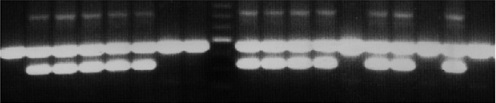 Knockout-C-3 primer tail PCR